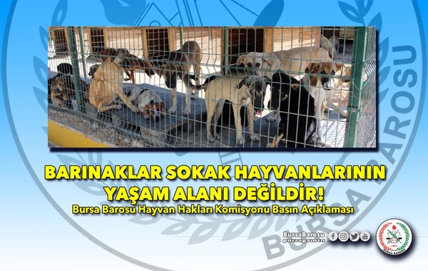 BARINAKLAR SOKAK HAYVANLARININ YAŞAM ALANI DEĞİLDİR!