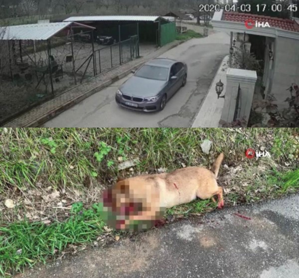 Sokakta köpek kurşunlamaya Bursa Barosu'ndan suç duyurusu